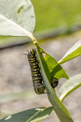 Monarch caterpillar on common milkweed, Swamp Milkweed Beetle