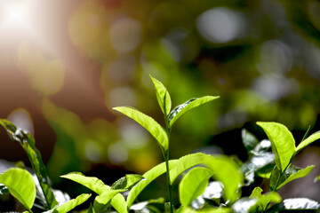 Green tea and fresh leaf tea garden. closeup top of green tea leaves in the morning, tea plantation, soft selected focus