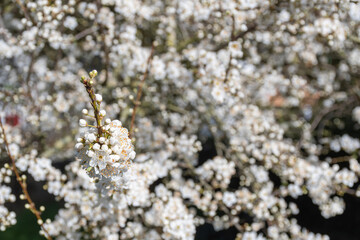 Prunus domestica subsp. syriaca flowers in spring near to Nantes -France