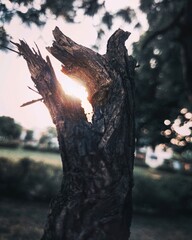 tree at sunset