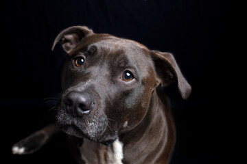 Closeup of gorgeous black Pit Bull Terrier in studio with gleaming eyes.