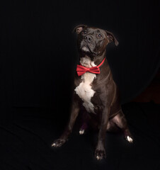 Handsome black Pit bull dog wearing red bow tie in studio.