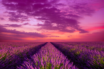 Lavender field with blossoming bushes rows at sunset in Provence France