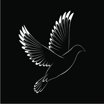 Pomba em fundo preto