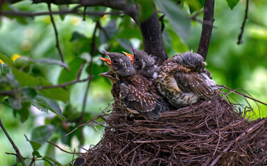 A brood of screaming thrush chicks with open beaks in a natural nest against the background of green foliage of a tree.