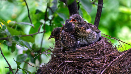 A brood of screaming thrush chicks with open beaks in a natural nest against the background of green foliage of a tree.