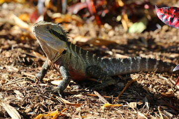 A shot of an iguana in a park in downtown Brisbane, Australia.