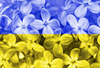 Closeup of lilac flowers in a colors of Ukranian flag