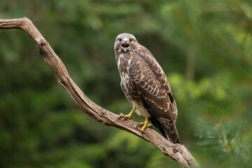 Buzzard, Buteo buteo