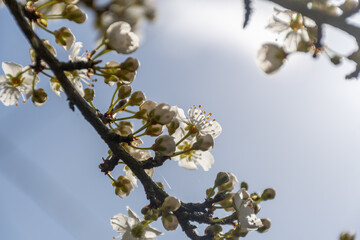 Prunus domestica subsp. syriaca flowers in spring near to Nantes -France