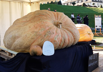 huge pumpkin, world record