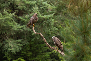Buzzard, Buteo buteo