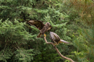 Buzzard, Buteo buteo