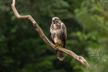 Buzzard, Buteo buteo
