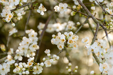 Prunus domestica subsp. syriaca flowers in spring near to Nantes -France
