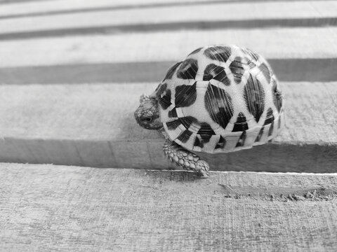 Close-up grayscale shot of a small turtle on a wooden board.