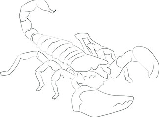 Stylized vector drawing drawn with strokes of lines of different thicknesses. Zodiac signs. Scorpio. Scorpion with upturned tail.
