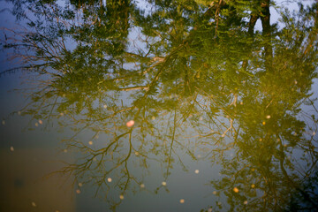 background abstract branches of trees reflected in the water