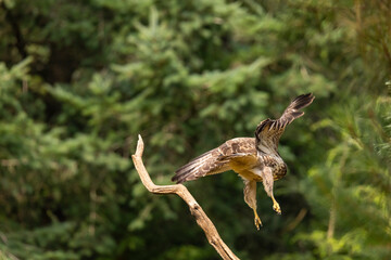 Buzzard, Buteo buteo