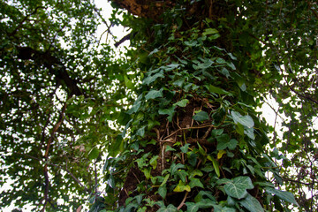 trees on the plateau