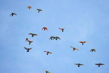 multicolored birds flying