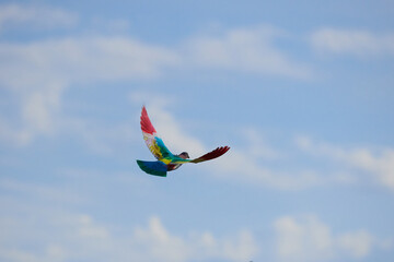 multicolored birds flying
