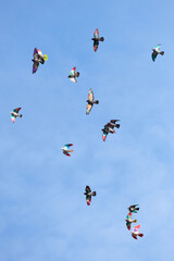 multicolored birds flying