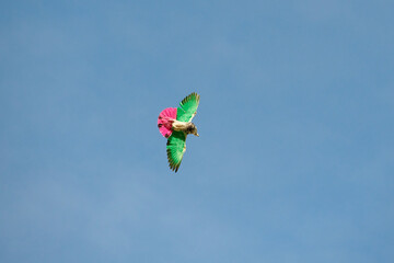 multicolored birds flying