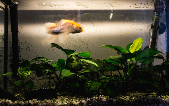 A dirty water tank with blurred fish swimming