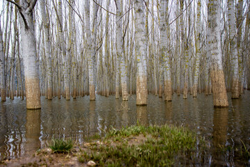 Poplar trees in the swamp