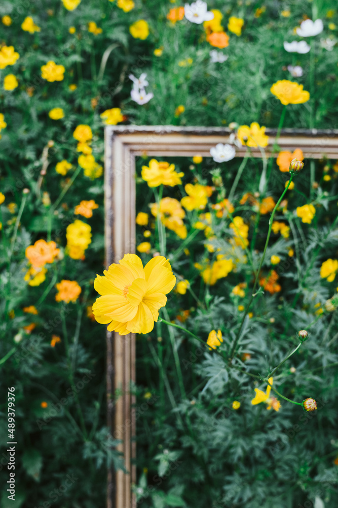 Canvas Prints A shallow focus of yellow Sulfur cosmos flowers in the garden