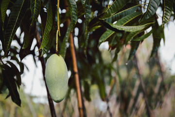 Closeup of raw green mango fruit hanging from a tree branch.