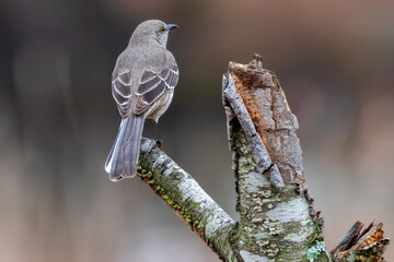 A back shallow focus shot of an northern mockingbird perched on a broken tree trunk on a blurred...
