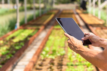 Asian farmer examining vegetable with tablet computer in hydroponic organic farm.