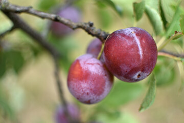 Wild plum tree in an orchard in France in summer. Blue and violet plums in garden, prunus domestica	