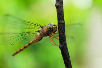 Dragonfly perched on a branch