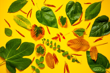 autumn leaves on yellow background