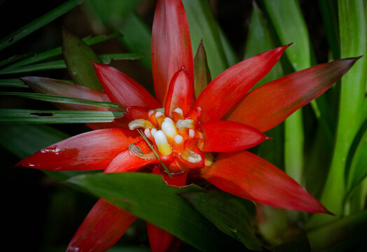 Tropical exotic plant red flower of bromeliad macro