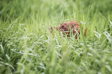 Obraz premium Hunting German Pointer dog hidden in grasses on point.