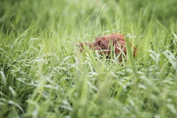 Hunting German Pointer dog hidden in grasses on point.