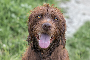 Closeup of a wet face of a German Short Haired Pointer with gorgeous hazel eyes.