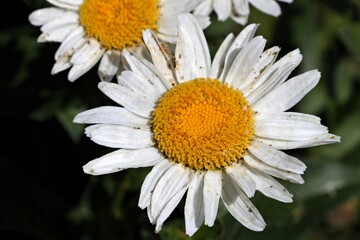 Fototapeta premium daisies blooming in spring