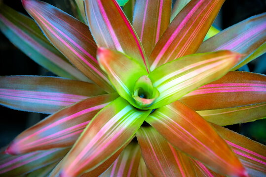 bromeliad leaves, green and pink of tropical plants in the garden for decoration