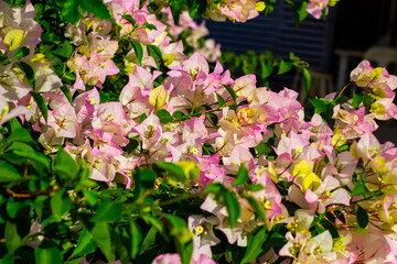 Close-up pink flower