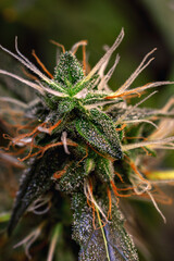 Cannabis Bud Flower