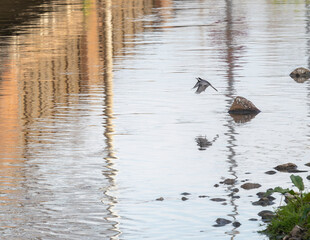 The white wagtail (Motacilla alba) is a small passerine bird in the family Motacillidae.