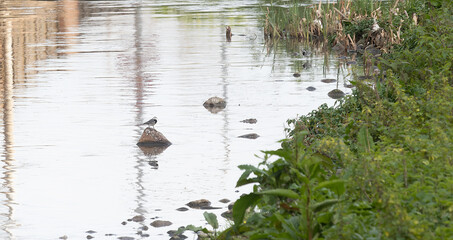 The white wagtail (Motacilla alba) is a small passerine bird in the family Motacillidae.