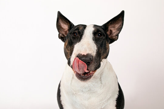 English Bull Terrier Portrait Licking. Close Up