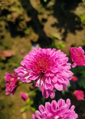 Close up shot of a pink dahlia flower