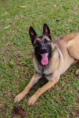 Pastor Belga Malinois
